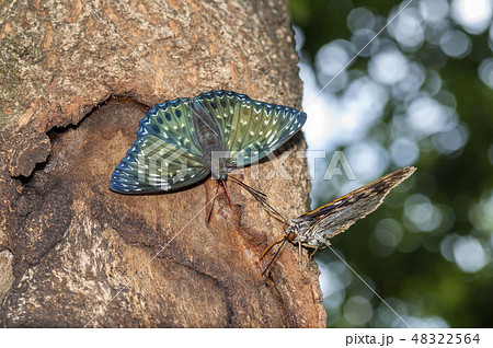 スミナガシ 48322564