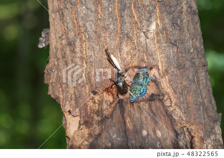 スミナガシ 48322565