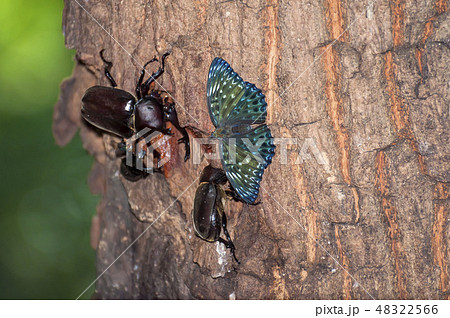 スミナガシ 48322566