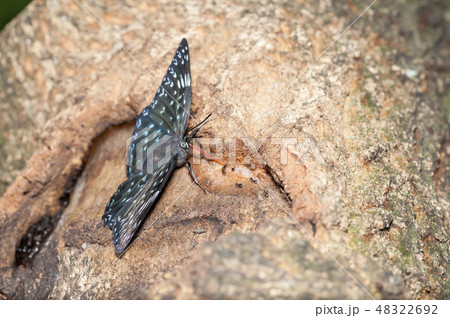 スミナガシ 48322692