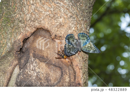 スミナガシ 48322889