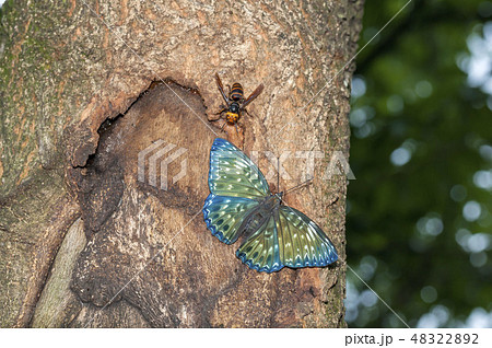 スミナガシ スミナガシ 48322892