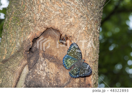 スミナガシ 48322893