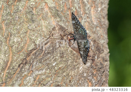 スミナガシ 48323316