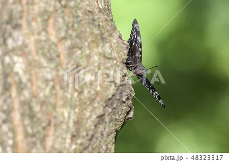 スミナガシ 48323317