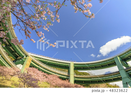 河津桜 静岡県河津町 ループ橋 河津桜 静岡県河津町 ループ橋 48323622