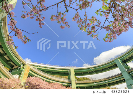 河津桜 静岡県河津町 ループ橋 河津桜 静岡県河津町 ループ橋 48323623