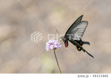 ジャコウアゲハ 48323880