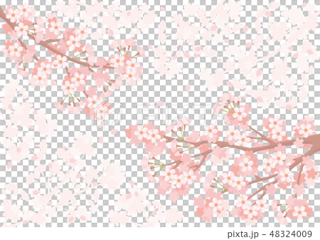 Background of cherry blossoms in full bloom 48324009