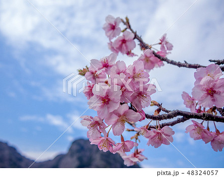 【静岡県伊豆の国市】満開の桜【城山桜】 48324057