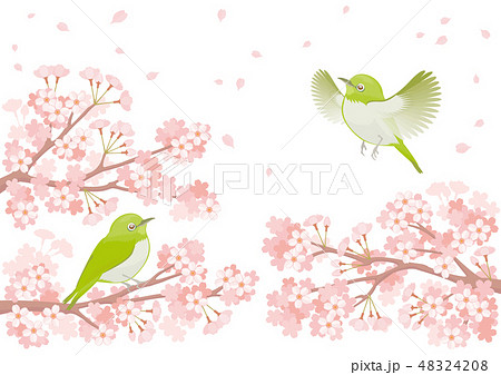 満開の桜とメジロのイラストのイラスト素材 4248