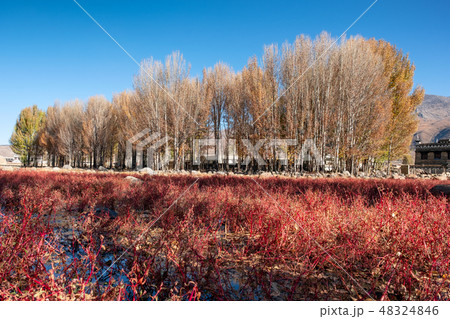 Ginkgo tree with red meadow in autumn on swamp Ginkgo tree with red meadow in autumn on swamp 48324846