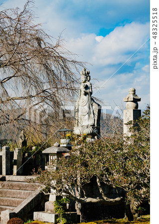 京都・圓光寺 境内  奔龍庭 十一面観音と南嶺枝垂桜 48325518