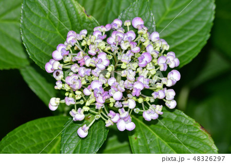 淡い紫色の多くのカールした形状の装飾花を付けたアジサイの手毬咲きの花房をクローズアップで撮影した写真 淡い紫色の多くのカールした形状の装飾花を付けたアジサイの手毬咲きの花房をクローズアップで撮影した写真 48326297