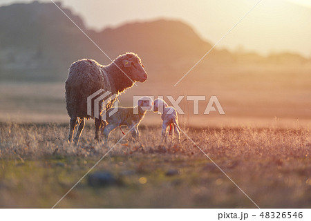 Two newborn lambs and sheep on field Two newborn lambs and sheep on field 48326546