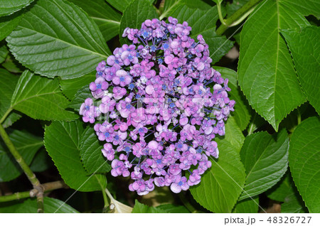 紫色の多くのカールした形状の装飾花を付けたアジサイの手毬咲きの花房をクローズアップで撮影した写真 48326727