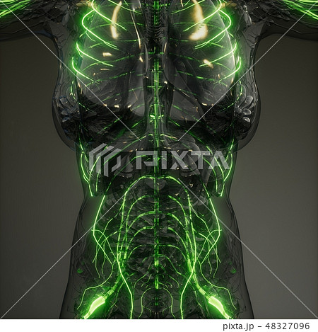Human Neurology System Radiology Exam 48327096