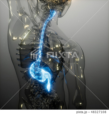 Human Stomach Radiology Exam 48327108