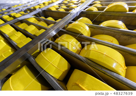 Shelves with yellow heads cheese closeup. cheese room 48327639