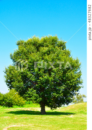 丸い木 丸い木 48327682