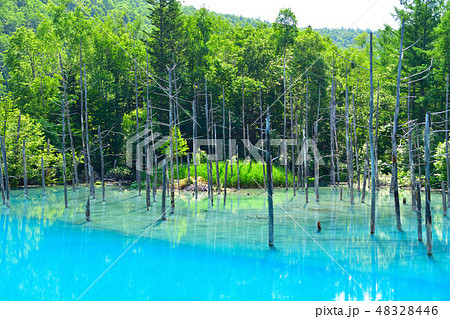 美瑛　青い池　夏 48328446