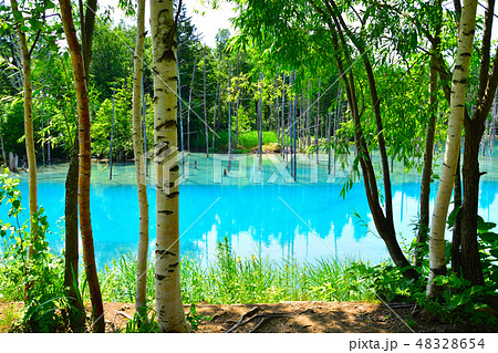 美瑛 青い池 夏 美瑛 青い池 夏 48328654