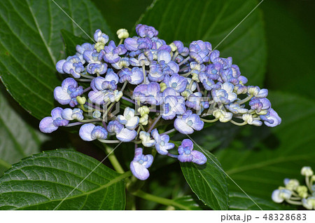 淡い水色の多くのカールした形状の装飾花を付けたアジサイの手毬咲きの花房をクローズアップで撮影した写真の写真素材 4286