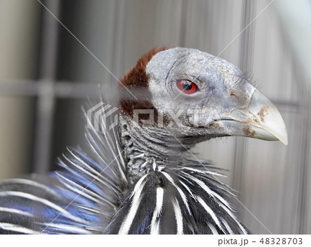 綺麗でユニークな鳥 綺麗でユニークな鳥 48328703