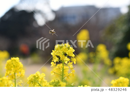菜の花　大船フラワーセンター 48329246