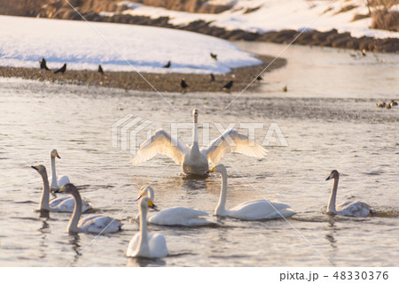 川辺の白鳥 48330376