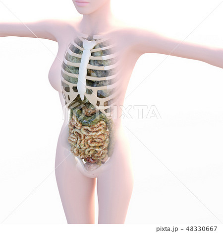 体内イメージシリーズ（P1）内臓病変イメージ　perming3DCGイラスト素材 48330667