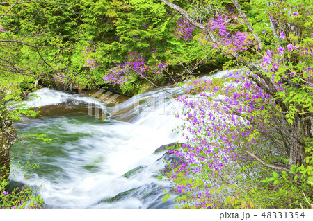 ミツバツツジと流れ 48331354