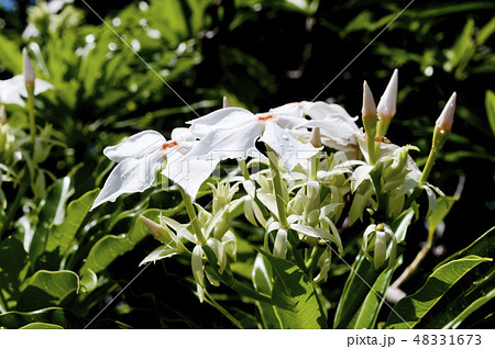 オキナワキョウチクトウの花 48331673