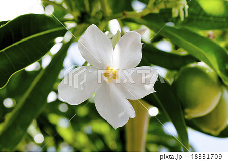 オキナワキョウチクトウの花 オキナワキョウチクトウの花 48331709