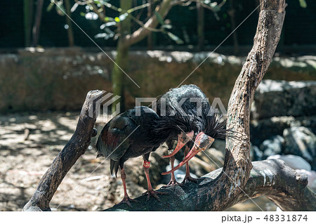 ホオアカトキ ホオアカトキ 48331874