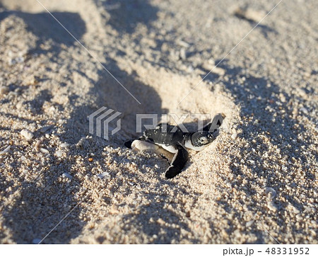 ウミガメの赤ちゃん 48331952