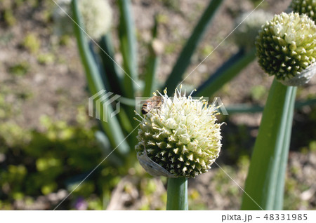 葱坊主 葱坊主 48331985