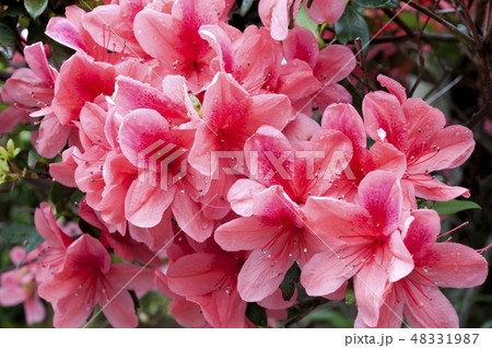 ツツジ 48331987