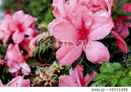 ツツジ 48331988
