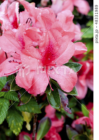 ツツジ 48331989