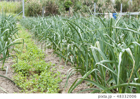 ニンニク畑 48332006