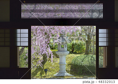 青蓮院青龍殿　京都　桜 48332013