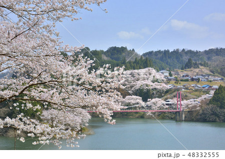 月ヶ瀬湖 名張川 八幡橋 桜 月ヶ瀬 奈良 月ヶ瀬湖 名張川 八幡橋 桜 月ヶ瀬 奈良 48332555