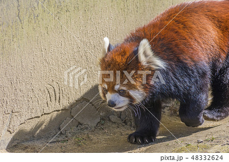 レッサーパンダ 48332624