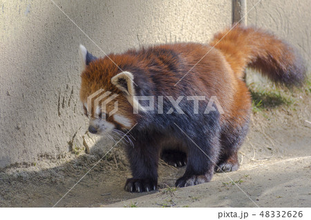 レッサーパンダ レッサーパンダ 48332626