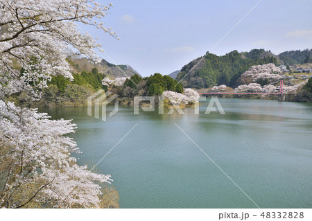 月ヶ瀬湖　名張川　八幡橋　桜　月ヶ瀬　奈良 48332828