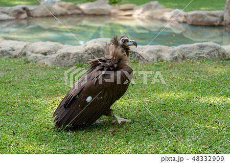 禿鷹 禿鷹 48332909