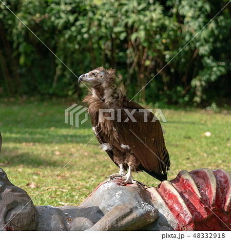 禿鷹 48332918