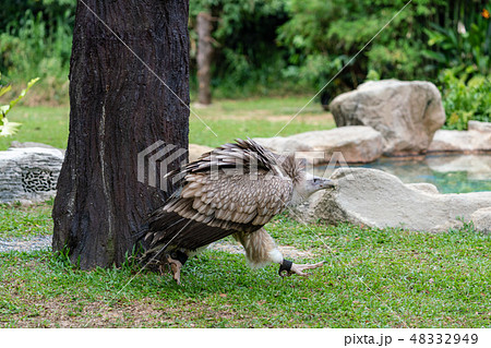 禿鷹 禿鷹 48332949