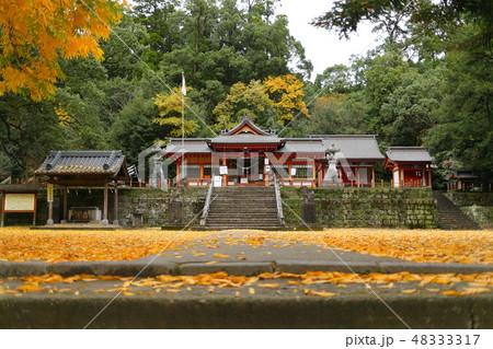 蒲生八幡神社の紅葉 48333317